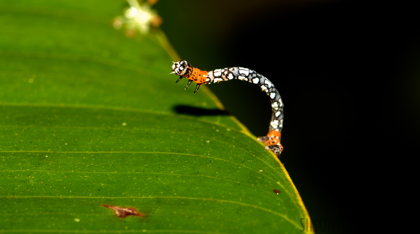 Pacuare Lodge [105 mm, 1/60 Sek. bei f / 10, ISO 100]